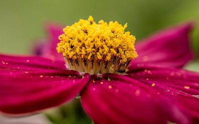 Hilft Mesotherapie bei Pollenallergie?